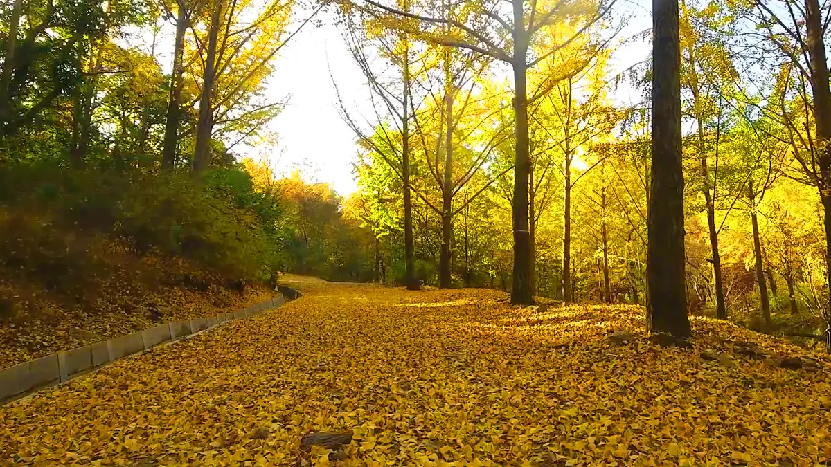 에버랜드 비밀의 숲 가을 에버랜드 비밀의 숲 가을