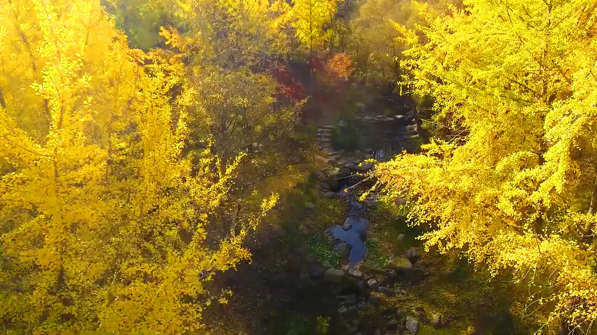 에버랜드 비밀의 숲 에버랜드 비밀의 숲
