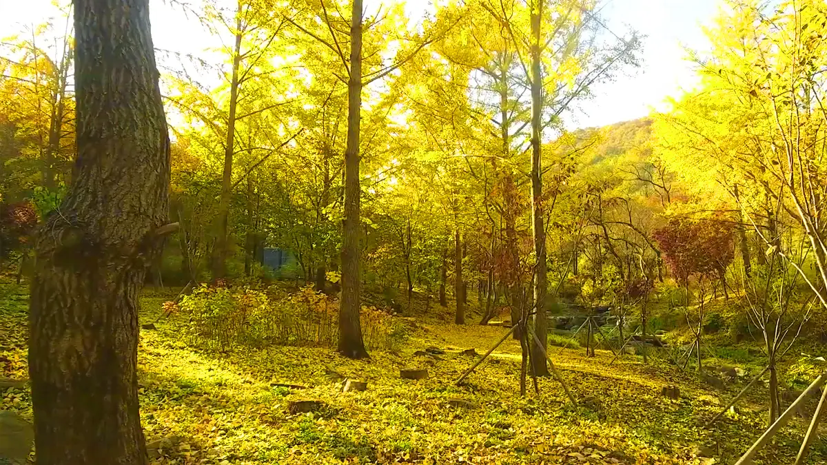 에버랜드 비밀의 은행나무숲 에버랜드 비밀의 은행나무숲