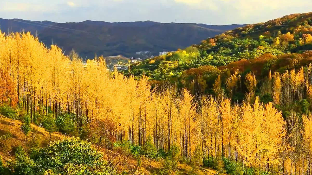 에버랜드 은행나무숲 에버랜드 은행나무숲