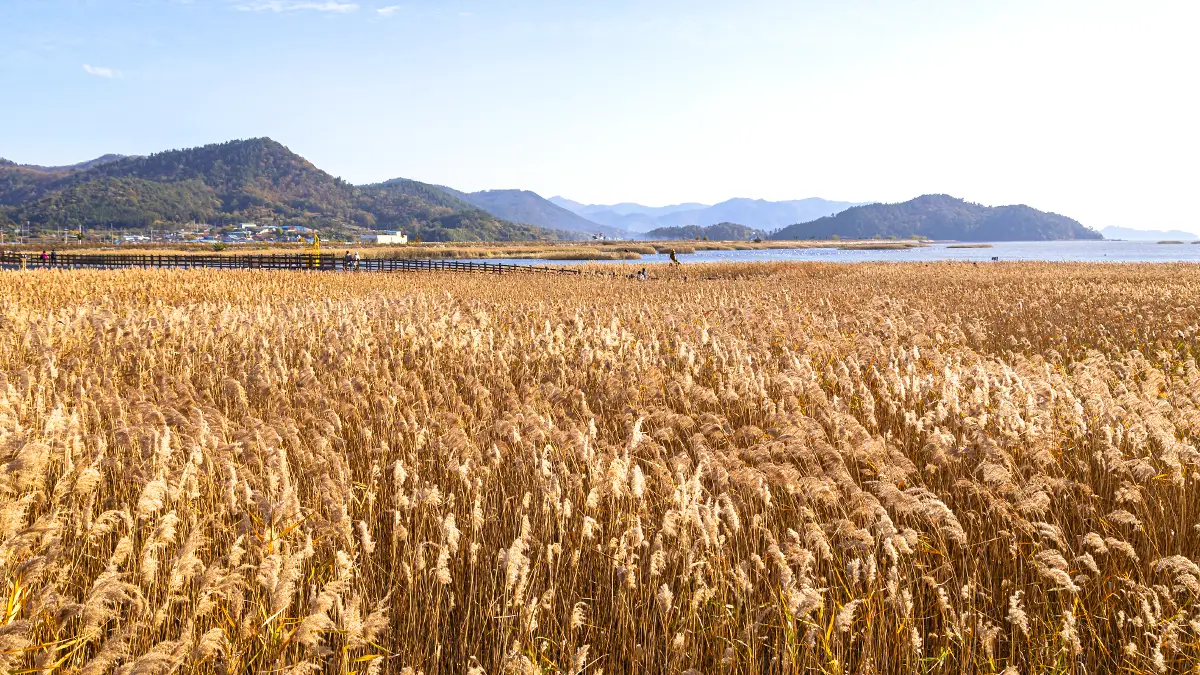 강진만 생태공원 갈대