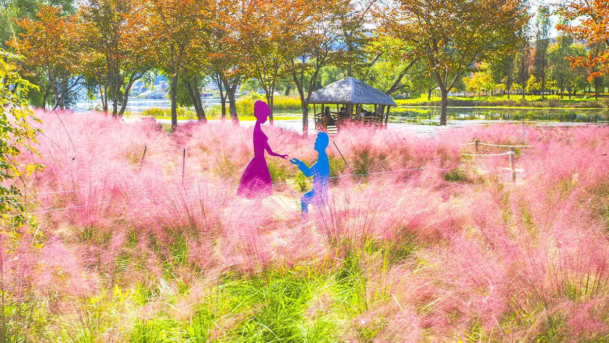 가평 자라섬 핑크뮬리 모습