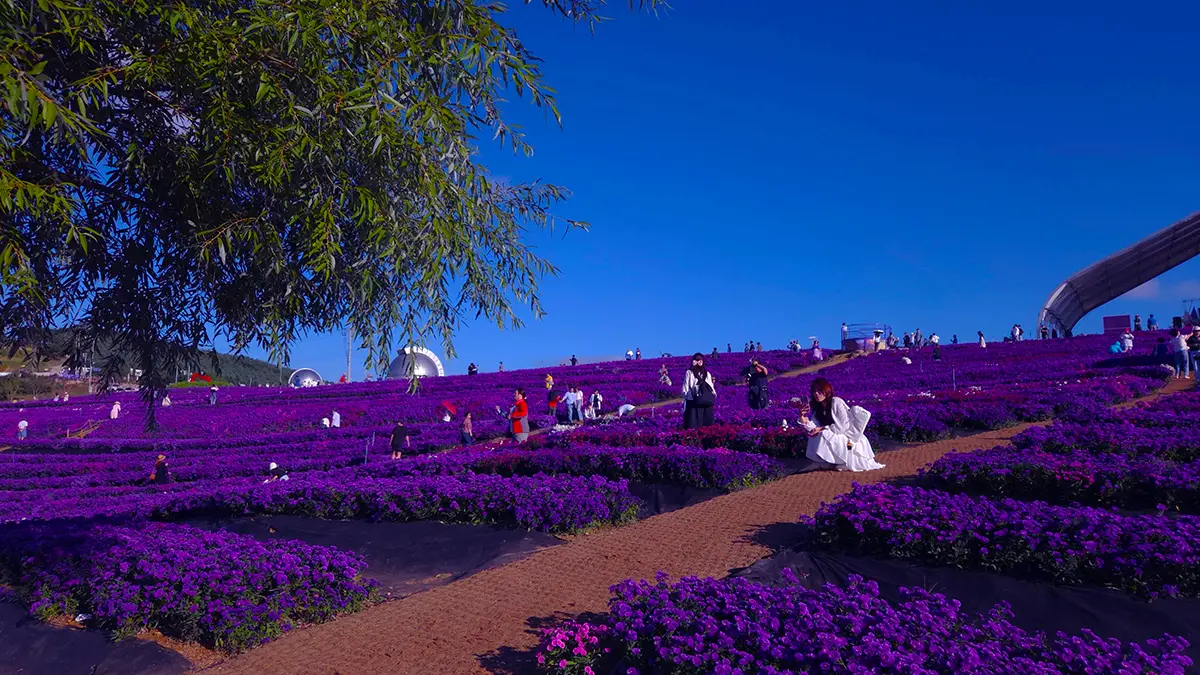 거창 감악산 아스타국화 축제 거창 감악산 아스타국화 축제