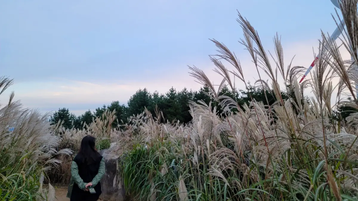 감악산 억새 풍경 감악산 억새 풍경