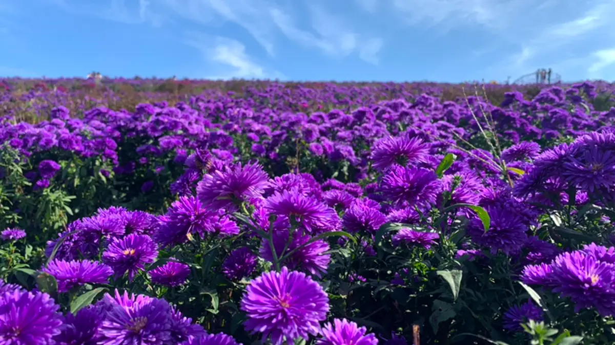 감악산 아스타국화 감악산 아스타국화