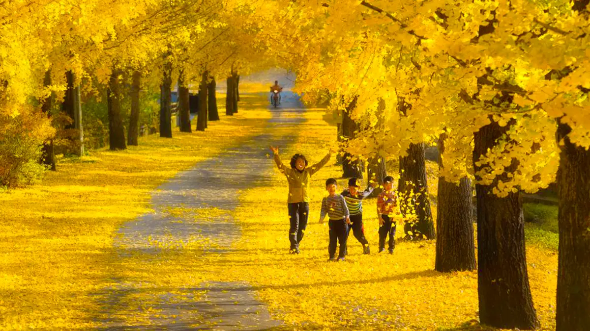 거창 의동마을 단풍나무길