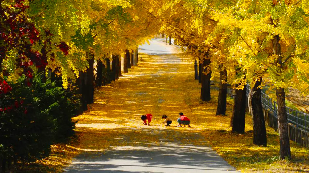 의동마을 단풍나무길