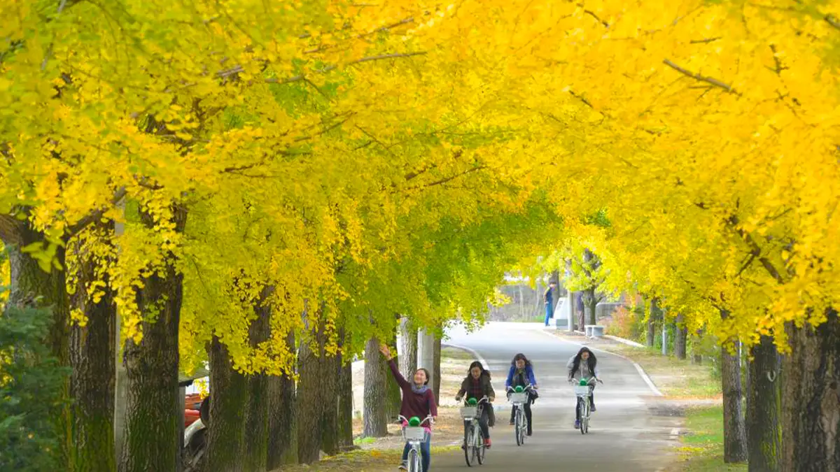 거창 단풍나무길