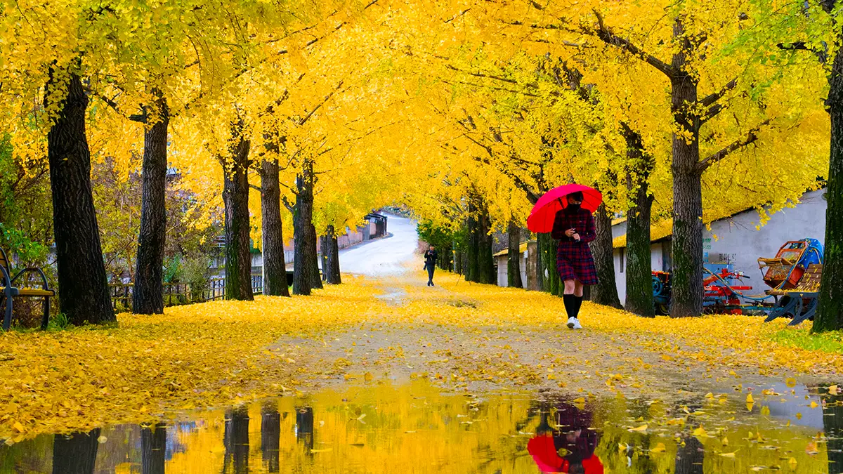 거창 의동마을 단풍나무