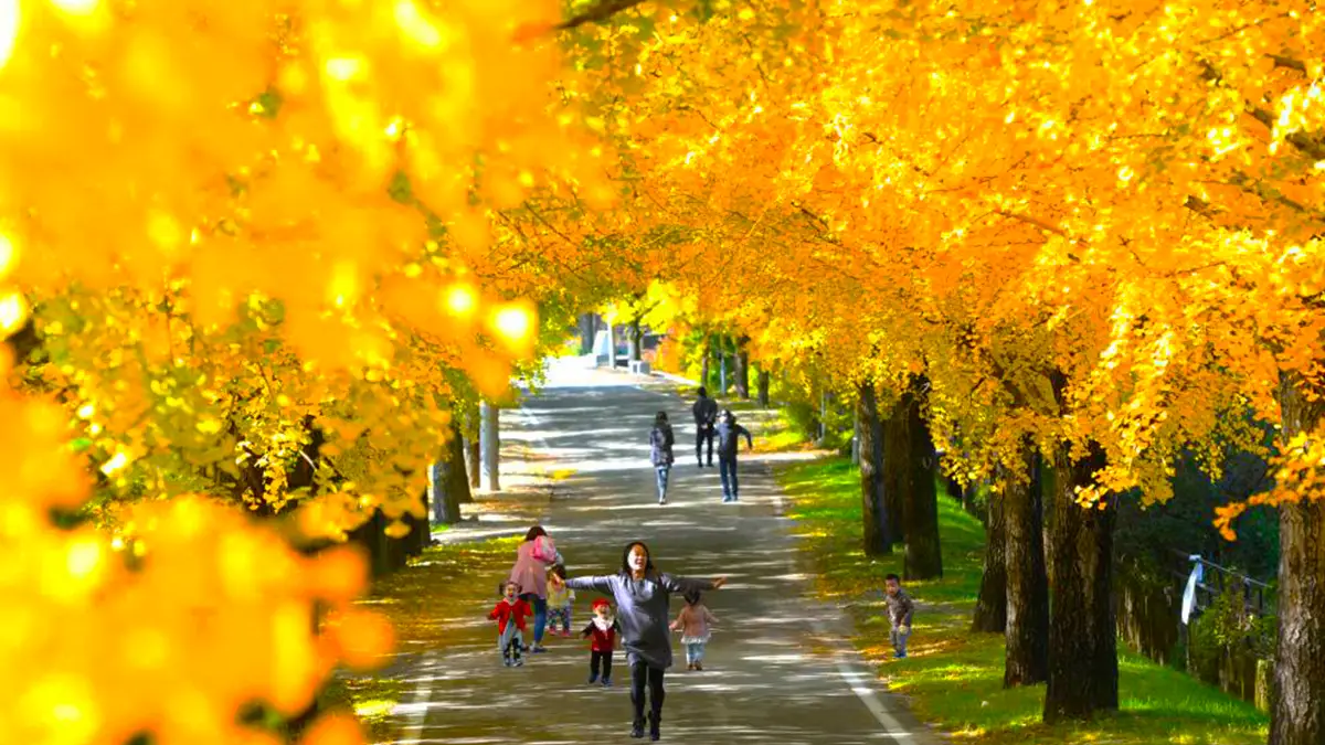 거창 의동마을 은행나무