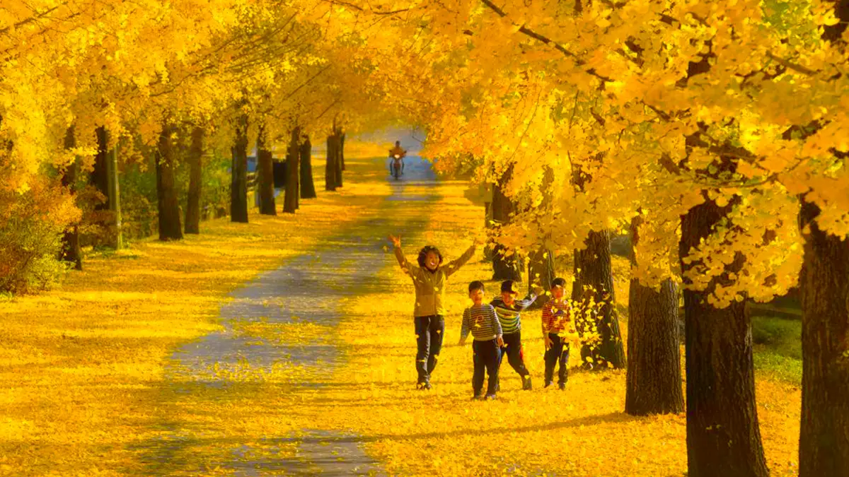 의동마을 은행나무