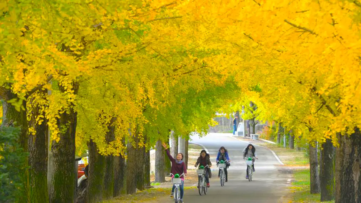 거창 의동마을 은행나무길