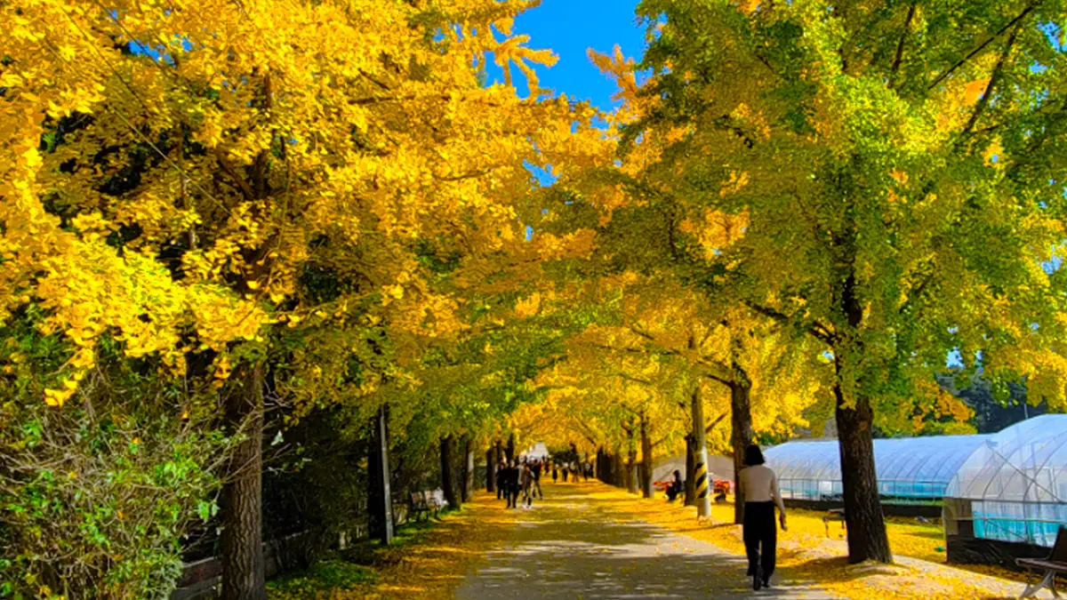 거창 은행나무 명소