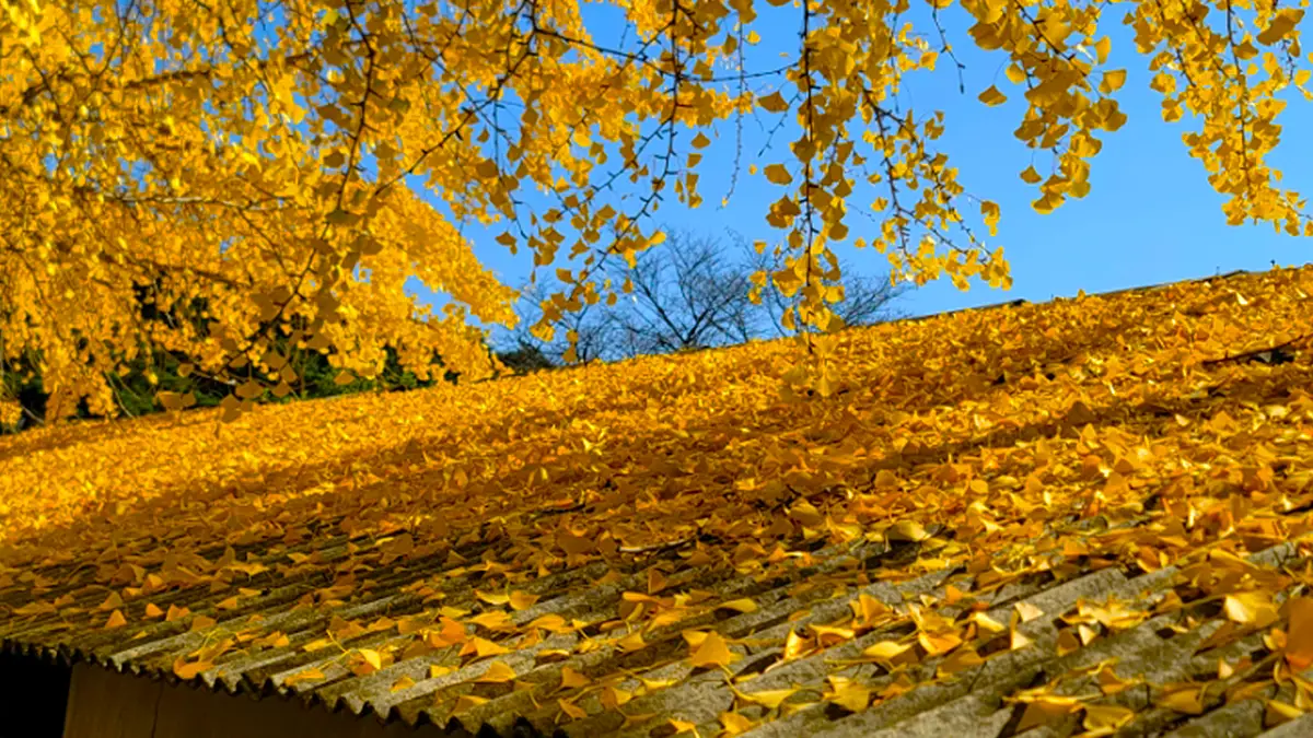 거창 은행나무 은행잎