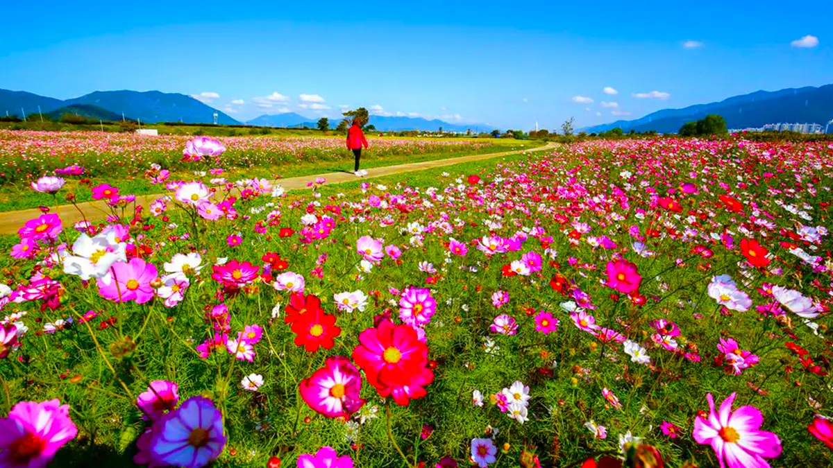 김해 대동생태공원 코스모스