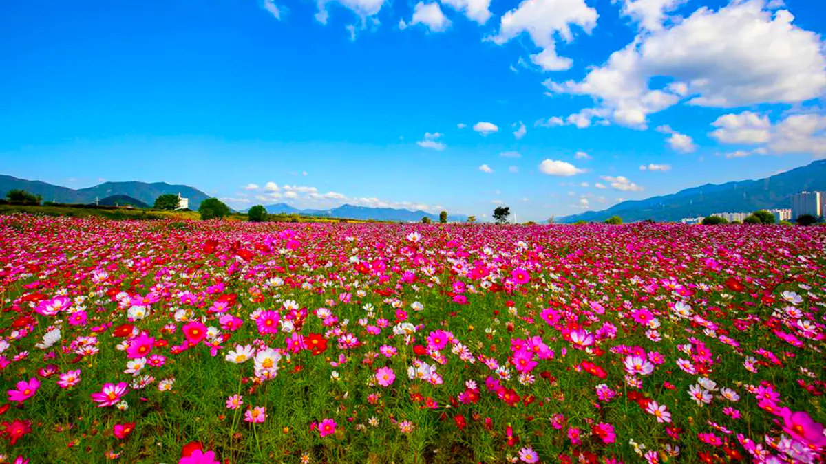 대동생태공원 코스모스