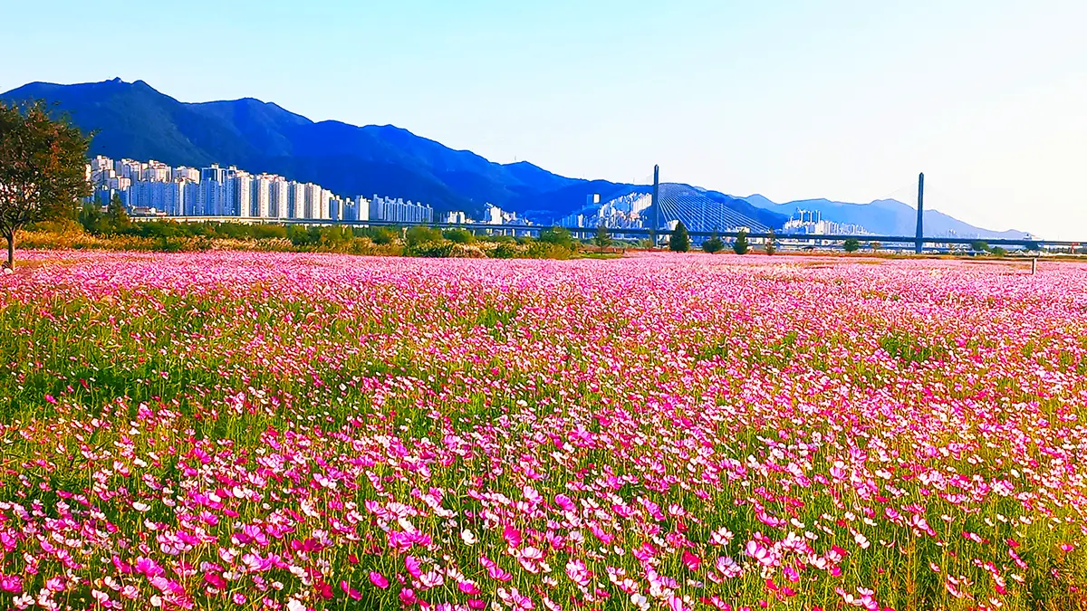 대동생태공원 코스모스 명소