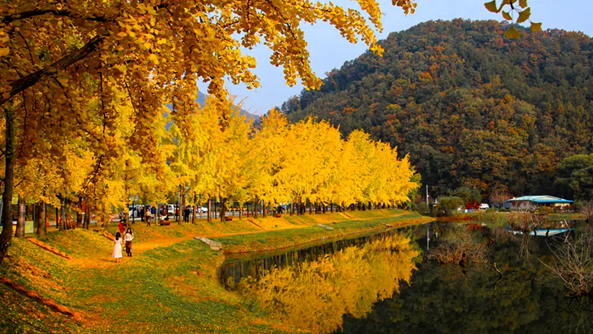 괴산 문광저수지 은행나무