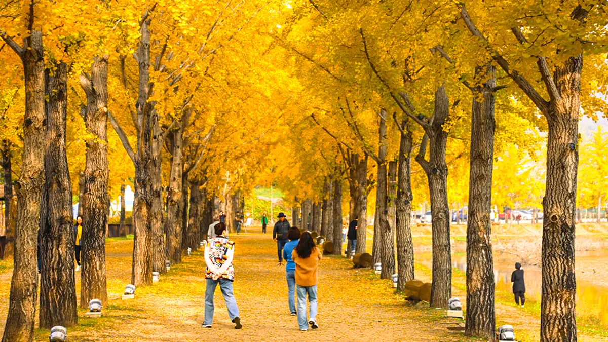 괴산 은행나무 명소
