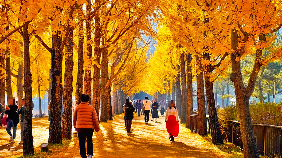 문광저수지 양곡은행나무길