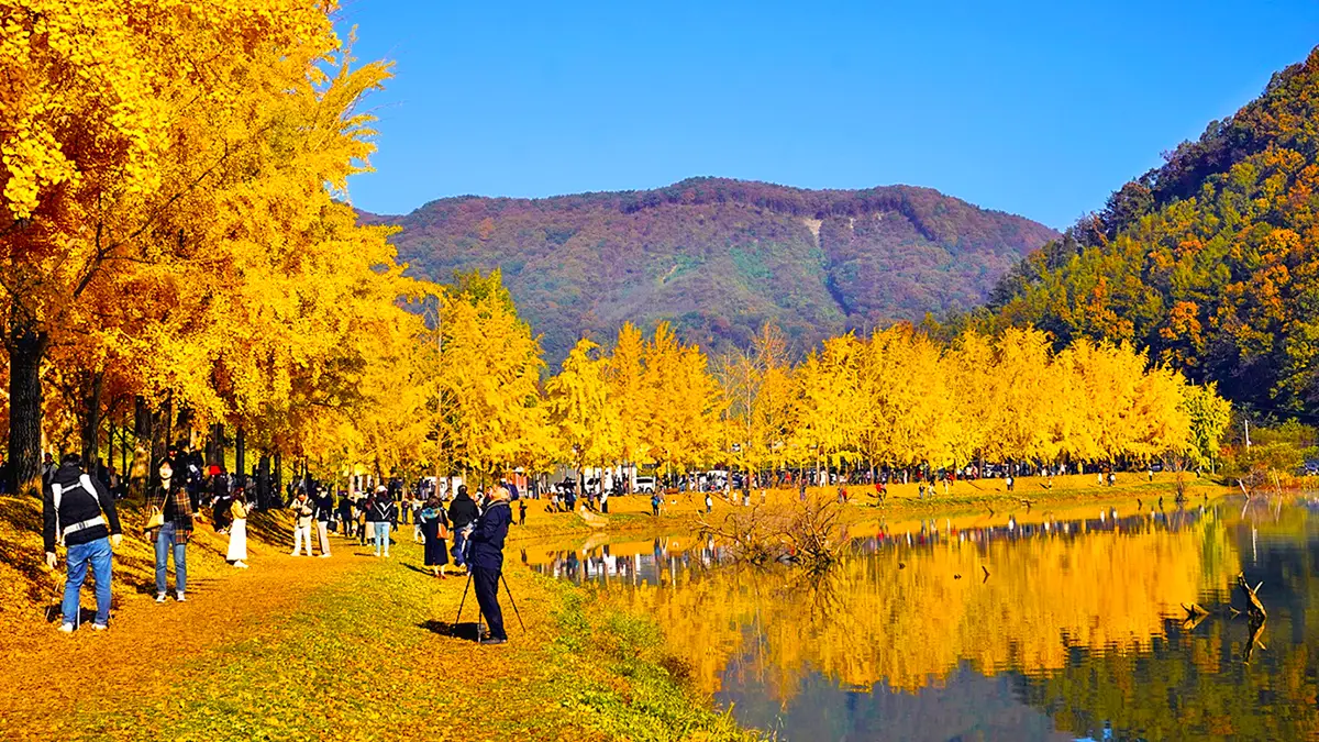 괴산 문광저수지 은행나무 풍경