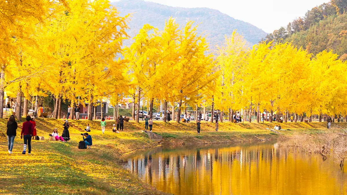 문광저수지 은행나무길