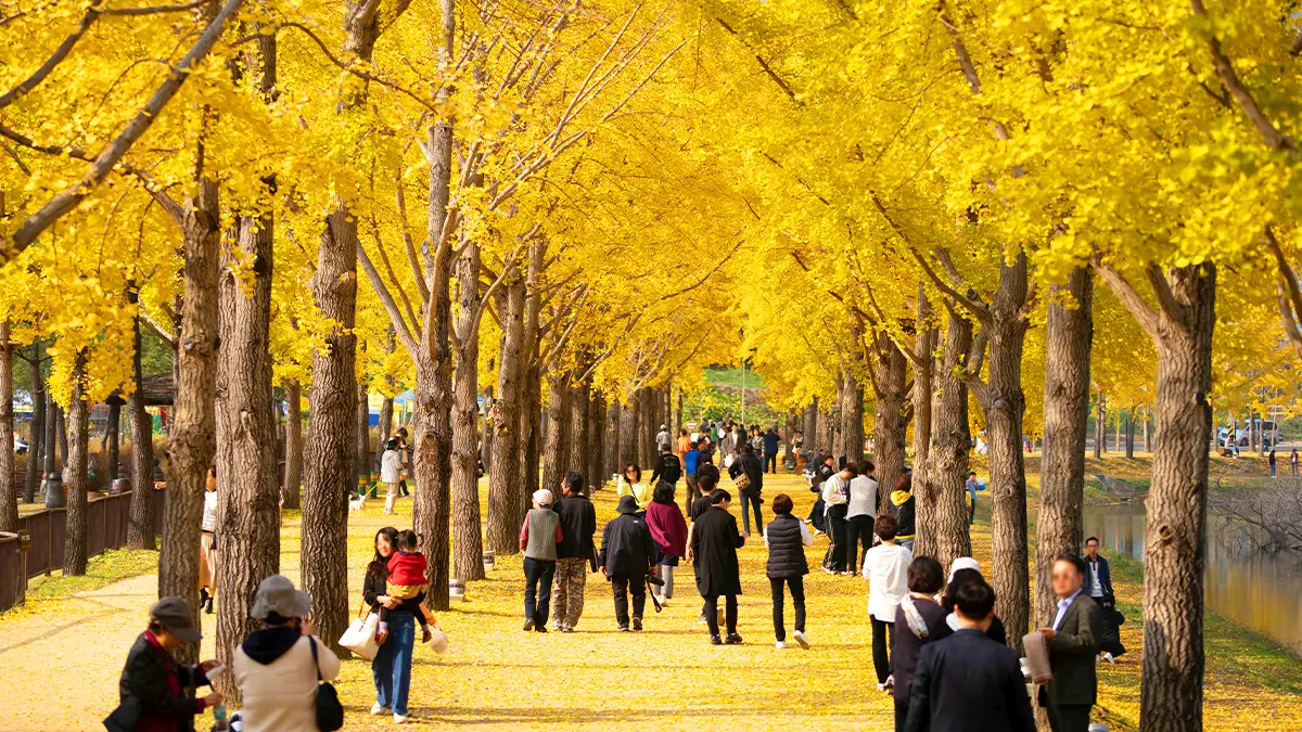 문광저수지 은행나무 문광저수지 은행나무
