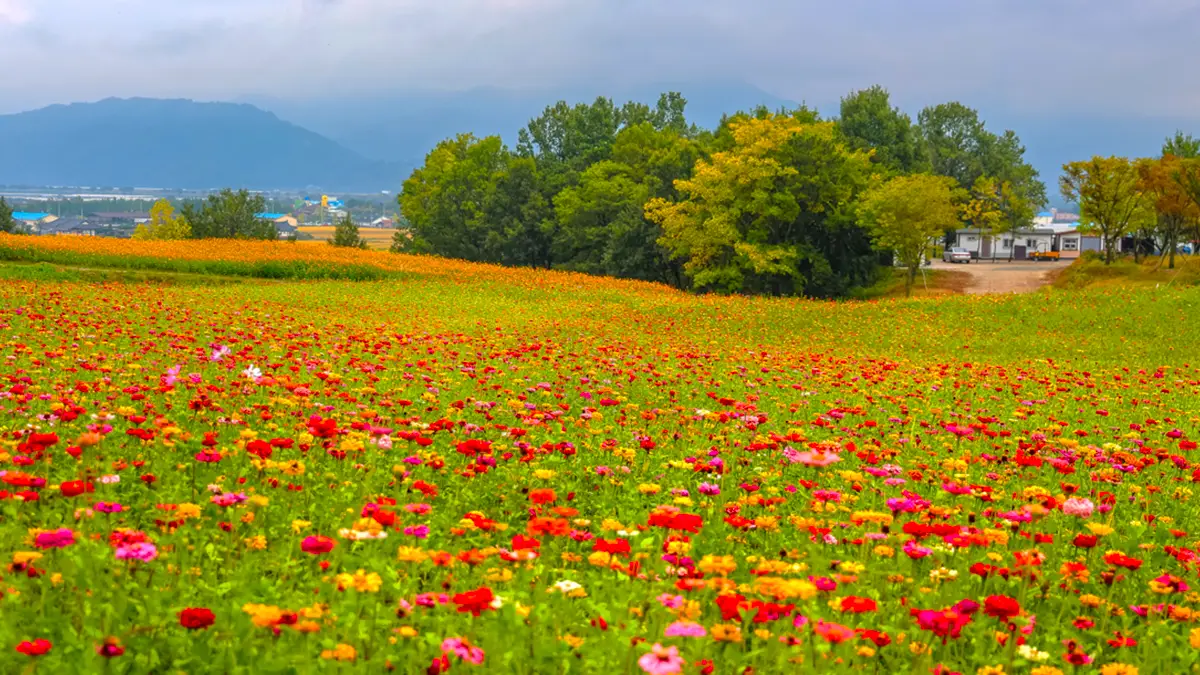 곡성 동화정원 백일홍