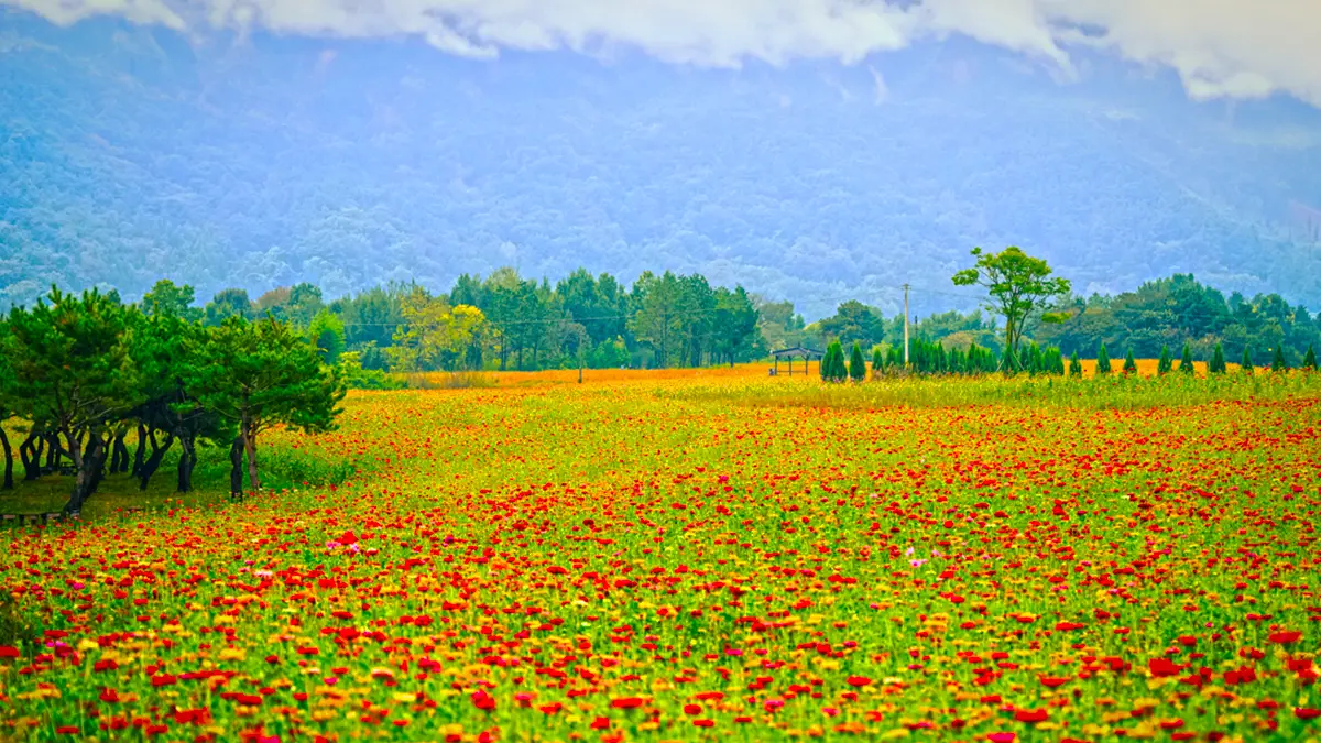 동화정원 백일홍