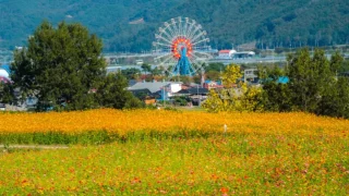 곡성 동화정원 황화코스모스