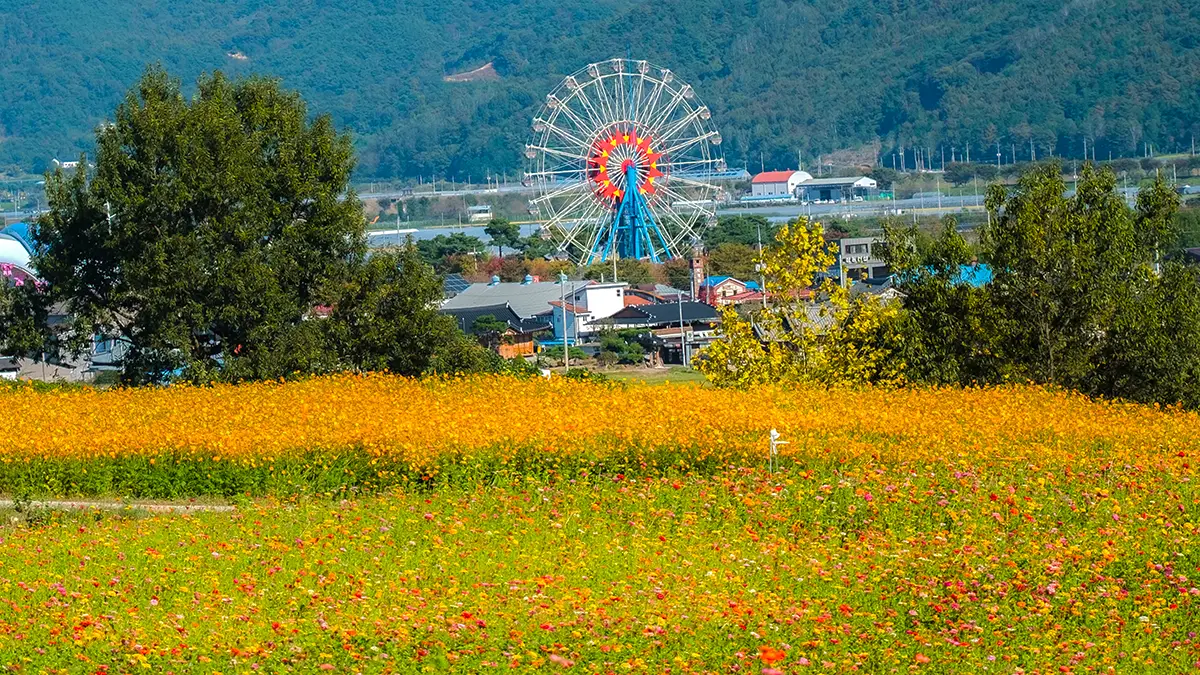 곡성 동화정원 황화코스모스