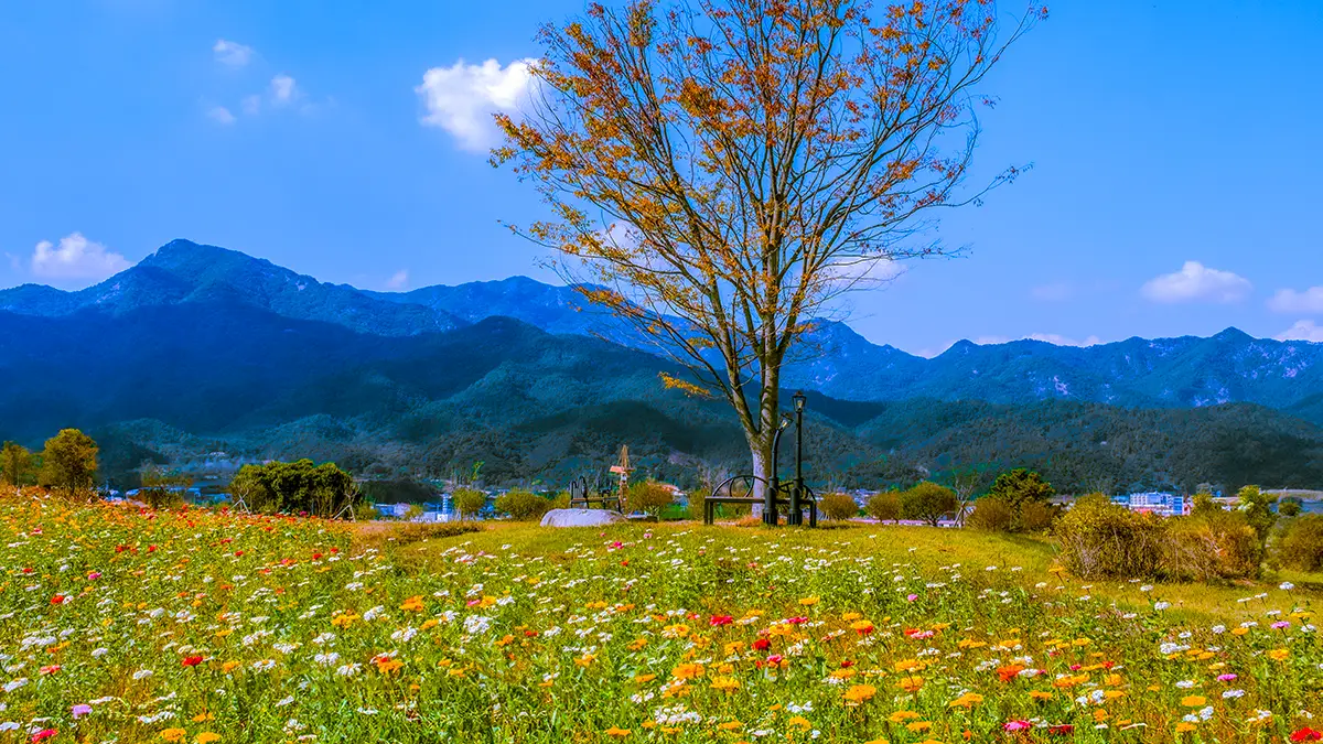 곡성 동화정원 왕따나무