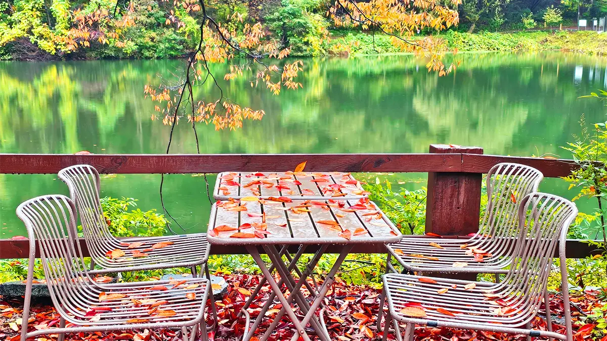 불장골저수지 테이블 위 단풍