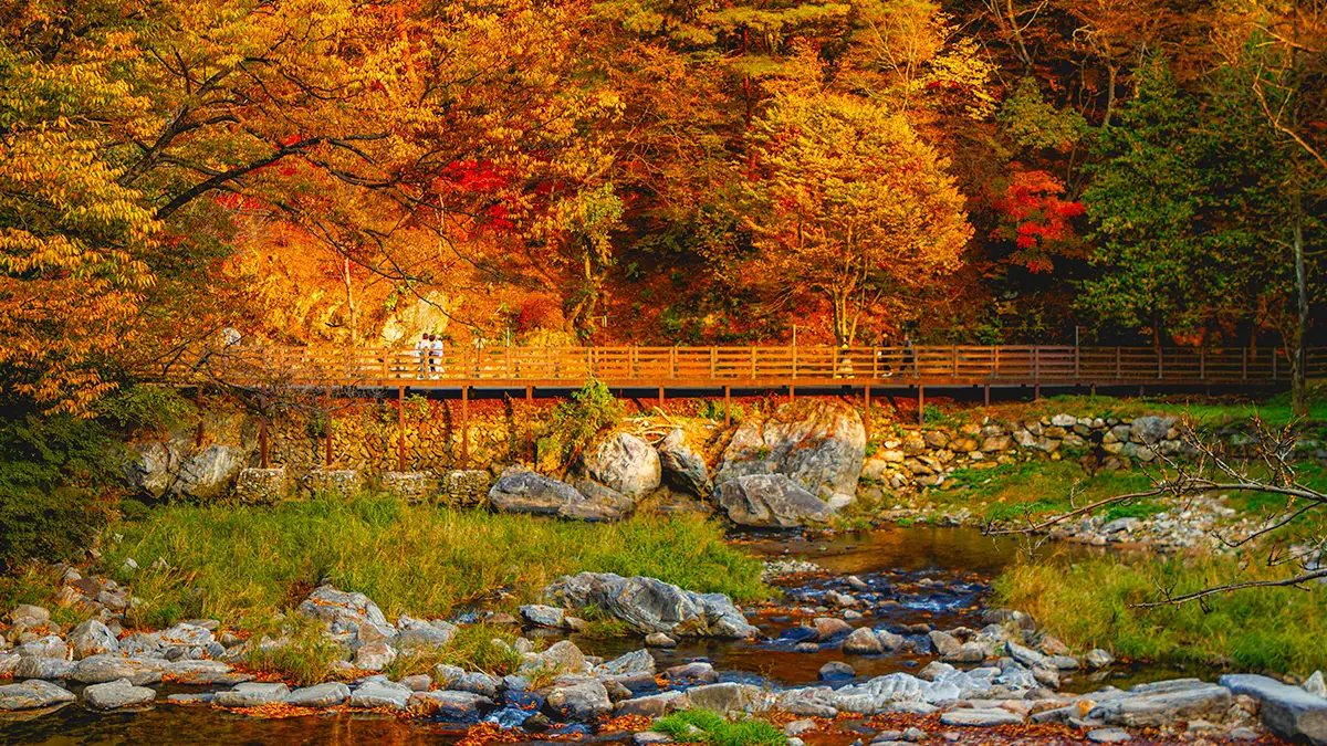 공주 마곡사 가을산책