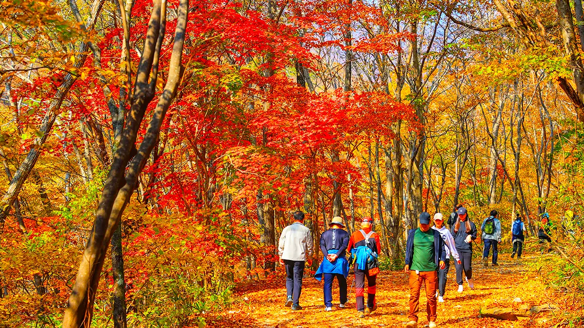 구례 피아골 단풍