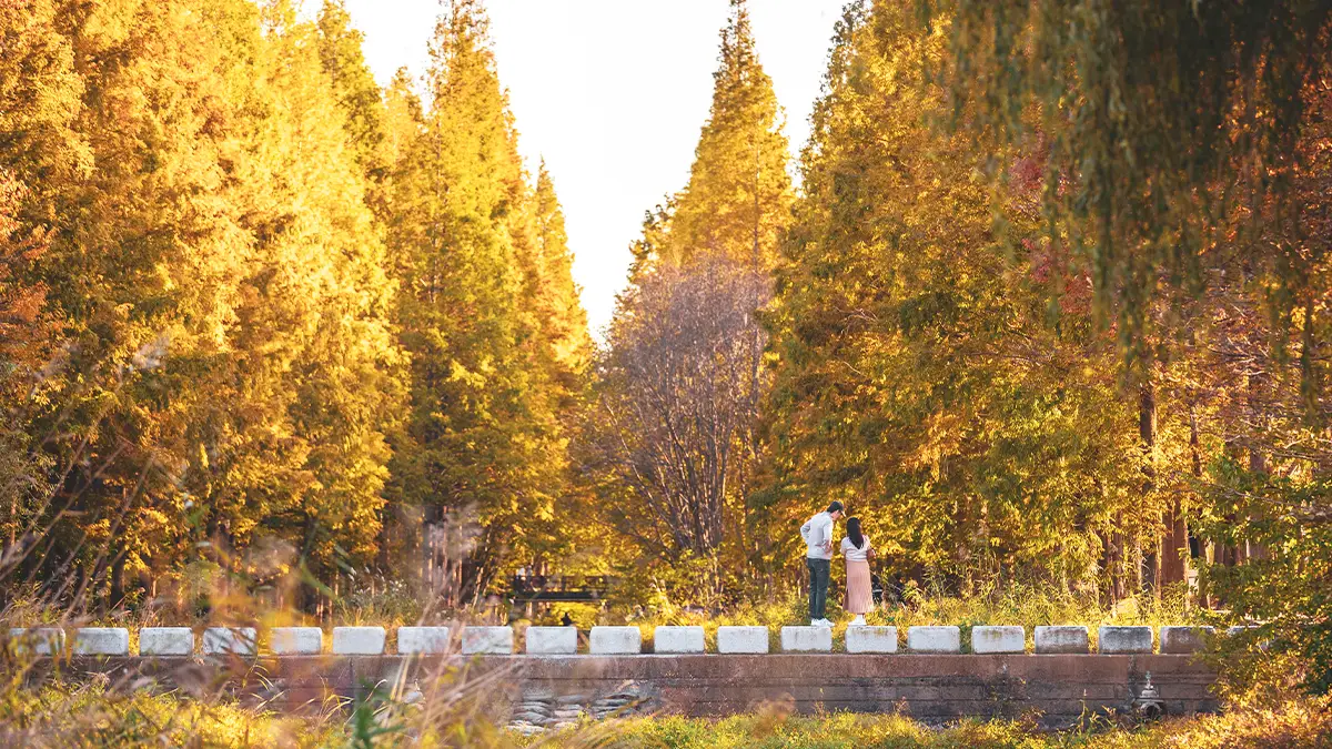 경북천년숲정원 메타세쿼이아 단풍