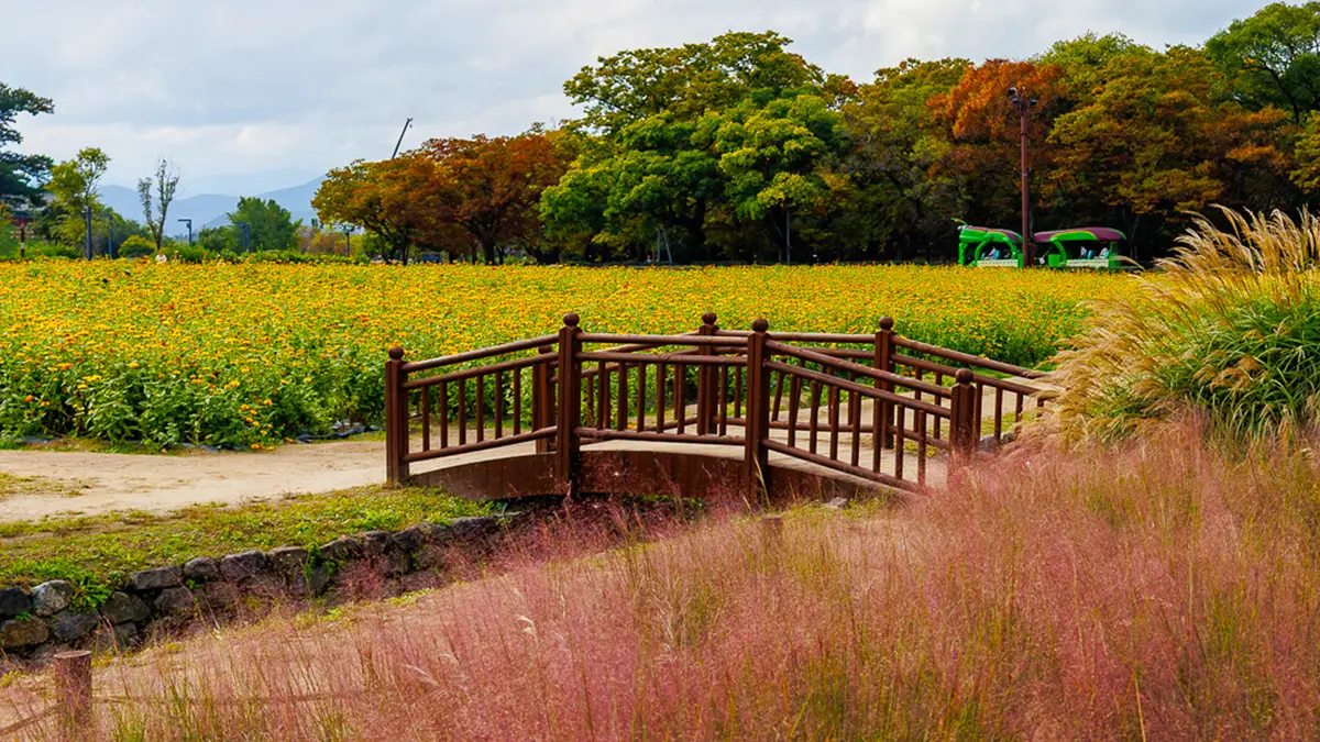 경주 동부사적지대 갈대정원 전경 경주 동부사적지대 갈대정원 전경
