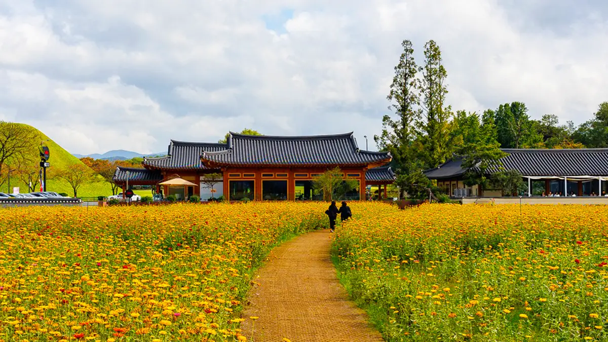 경주 동부사적지대 갈대정원 백일홍 경주 동부사적지대 갈대정원 백일홍
