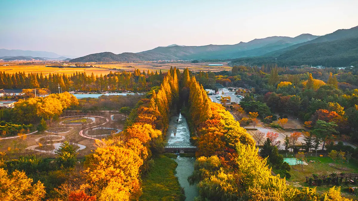 천년숲 가을 풍경 천년숲 가을 풍경
