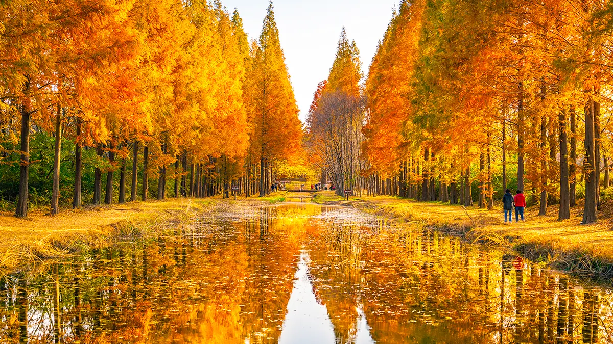 경주 천년숲 메타세쿼이아 경주 천년숲 메타세쿼이아
