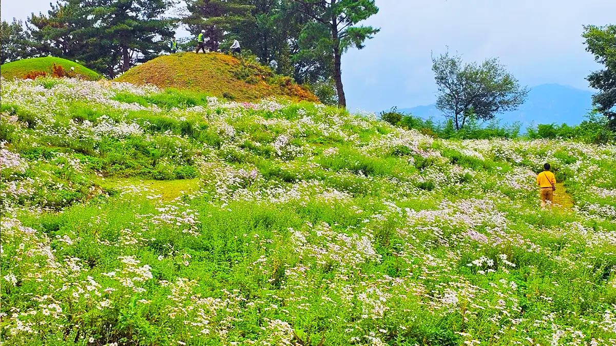 경주 서악서원 구절초