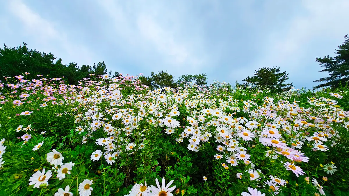 경주 서악서원 구절초 전경