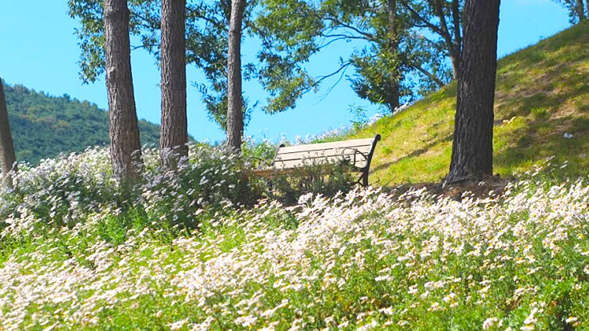 서악서원 구절초