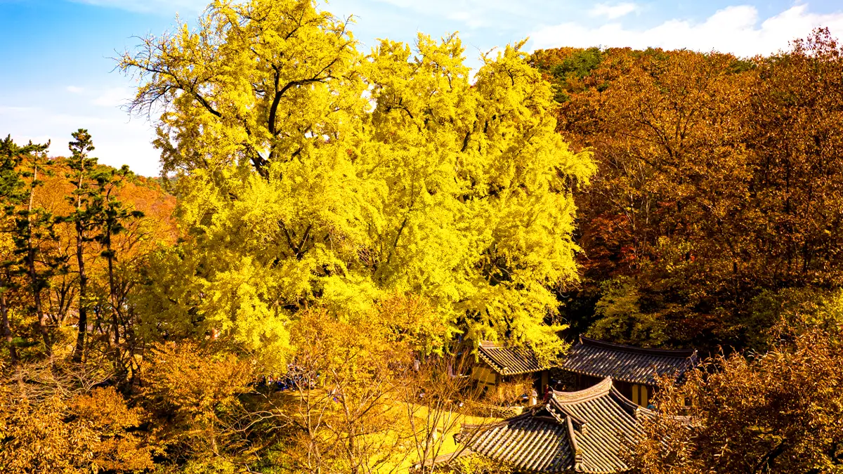 운곡서원 은행나무 운곡서원 은행나무