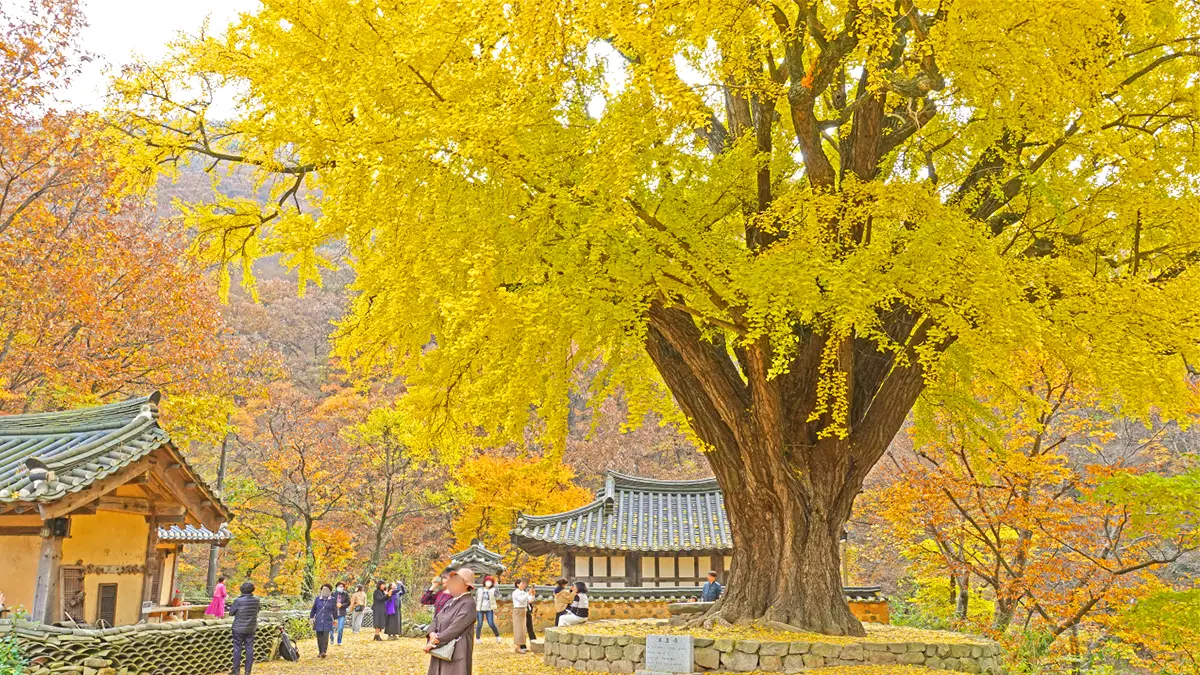 운곡서원 은행나무 운곡서원 은행나무
