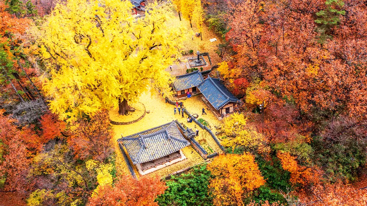 운곡서원 은행나무 전경