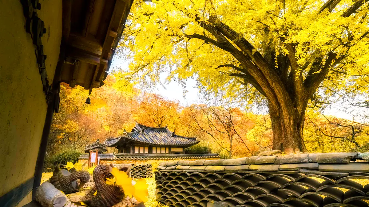 운곡서원 은행나무 모습 운곡서원 은행나무 모습