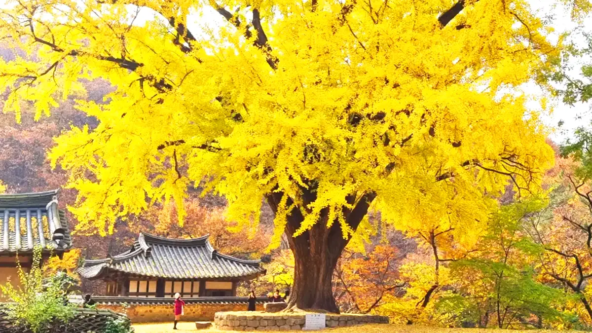 은행나무 은행나무