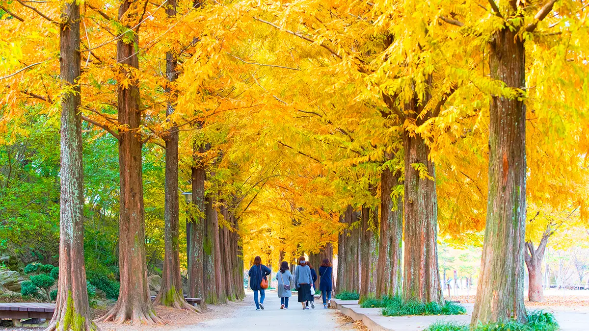 경상남도수목원 가을 절경 경상남도수목원 가을 절경