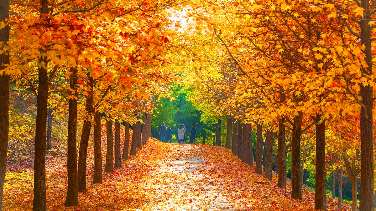 경상남도수목원 단풍 경상남도수목원 단풍